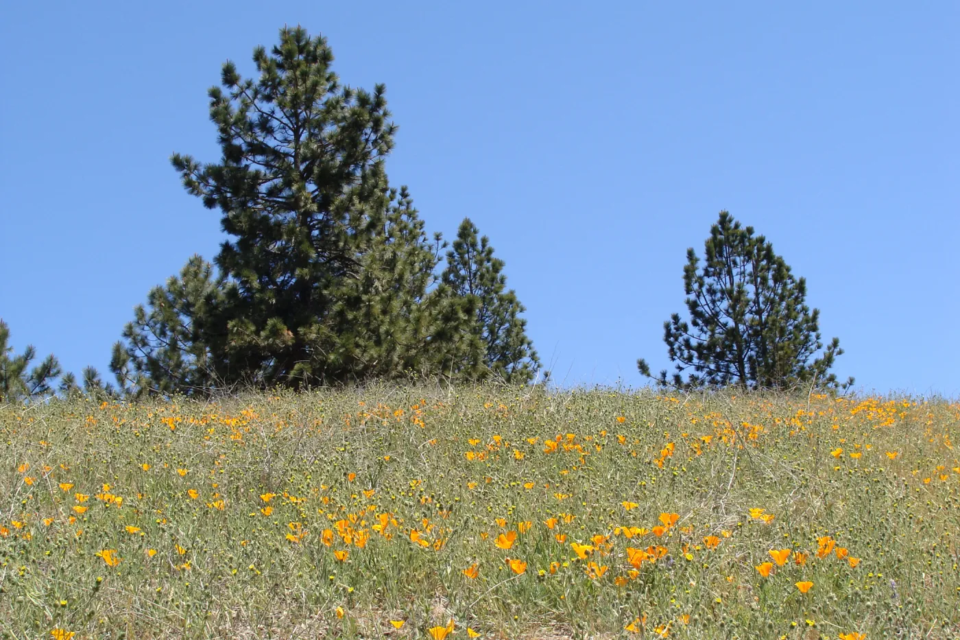 poppies, wildflowers, Figueroa Mountain, 2011
