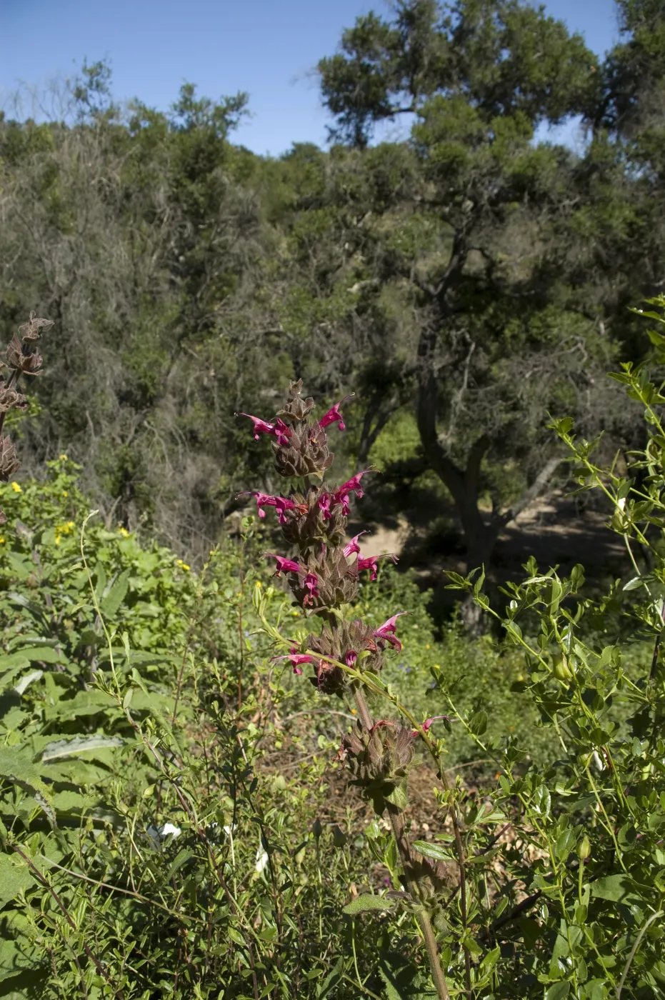 Pritchett Trail, SBBG, 2 years after the Jesusita Fire