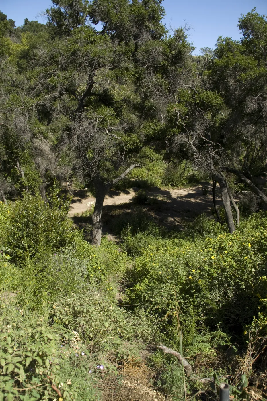 Pritchett Trail, SBBG, 2 years after the Jesusita Fire
