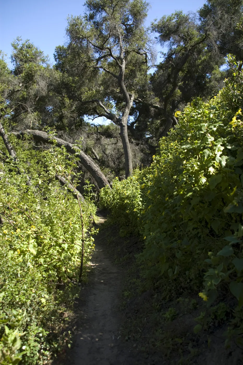 Pritchett Trail, SBBG, 2 years after the Jesusita Fire