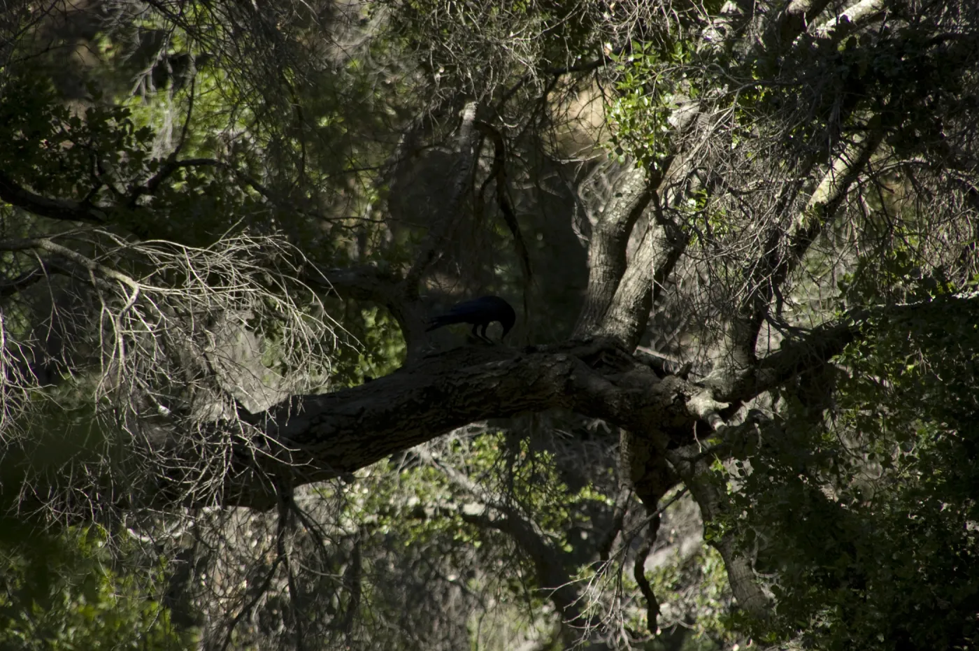 Pritchett Trail, SBBG, 2 years after the Jesusita Fire