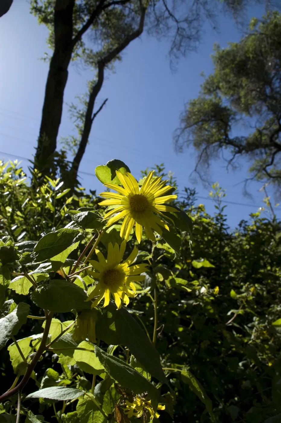 Canyon sunflower, Pritchett Trail slope, SBBG, 2 years after the Jesusita Fire