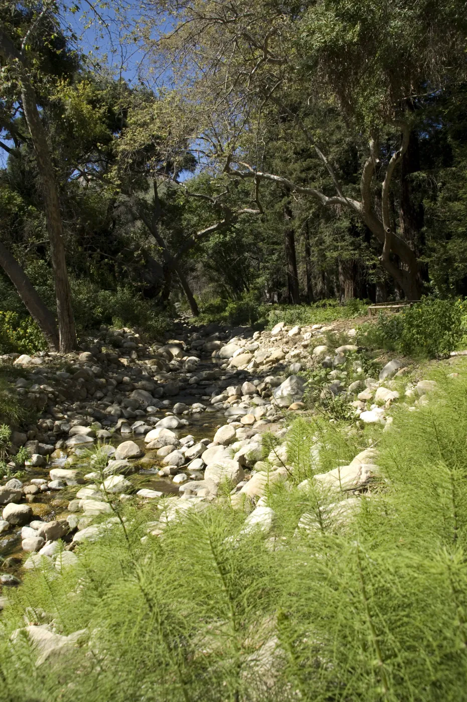 Mission Creek, Mission Canyon, SBBG, 2 years after the Jesusita Fire