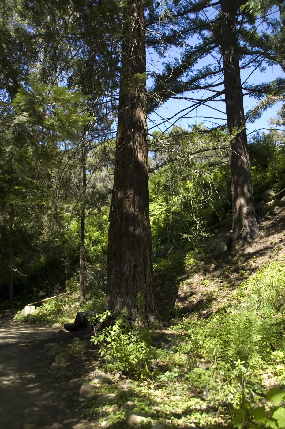 Indian Steps, Redwood Section, SBBG, 2 years after the Jesusita Fire