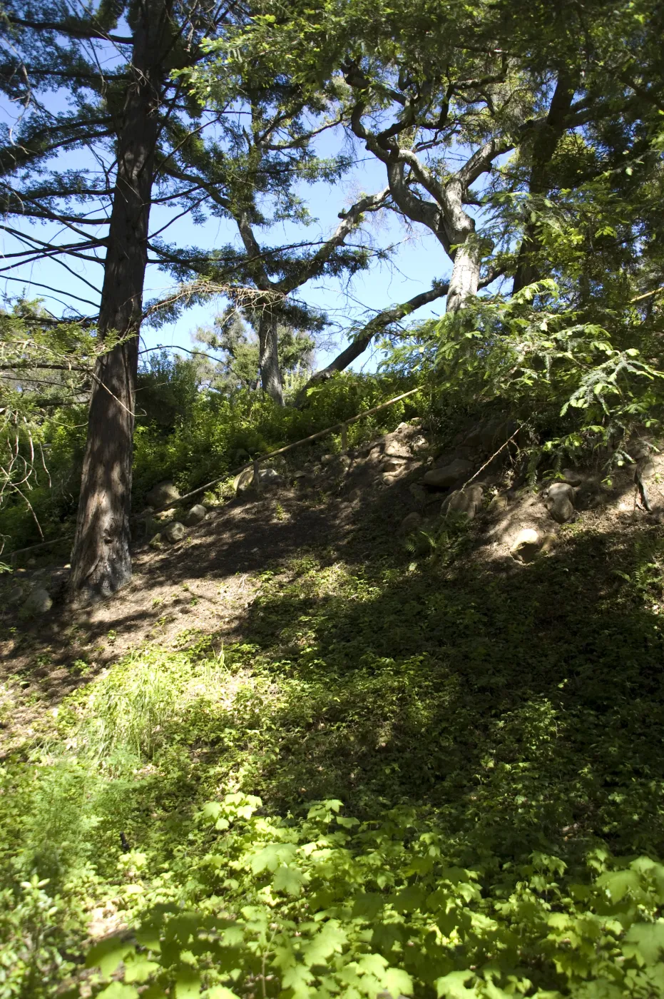 Indian Steps, Redwood Section, SBBG, 2 years after the Jesusita Fire