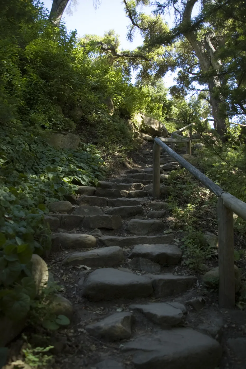 Indian Steps, Redwood Section, SBBG, 2 years after the Jesusita Fire