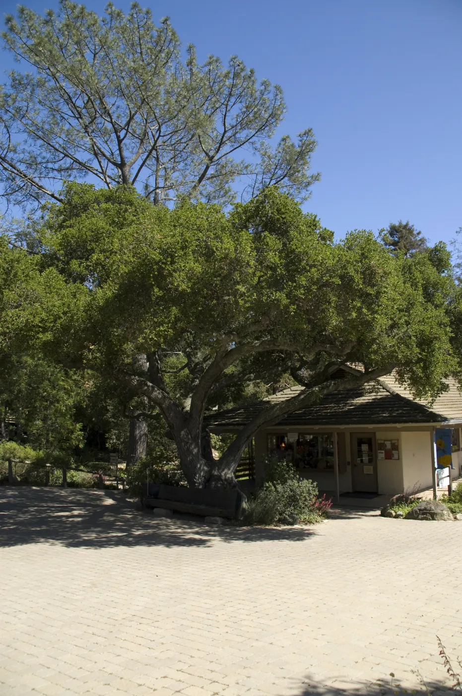 Garden entrance oak, Gift Shop, north wing, SBBG, 2 years after the Jesusita Fire