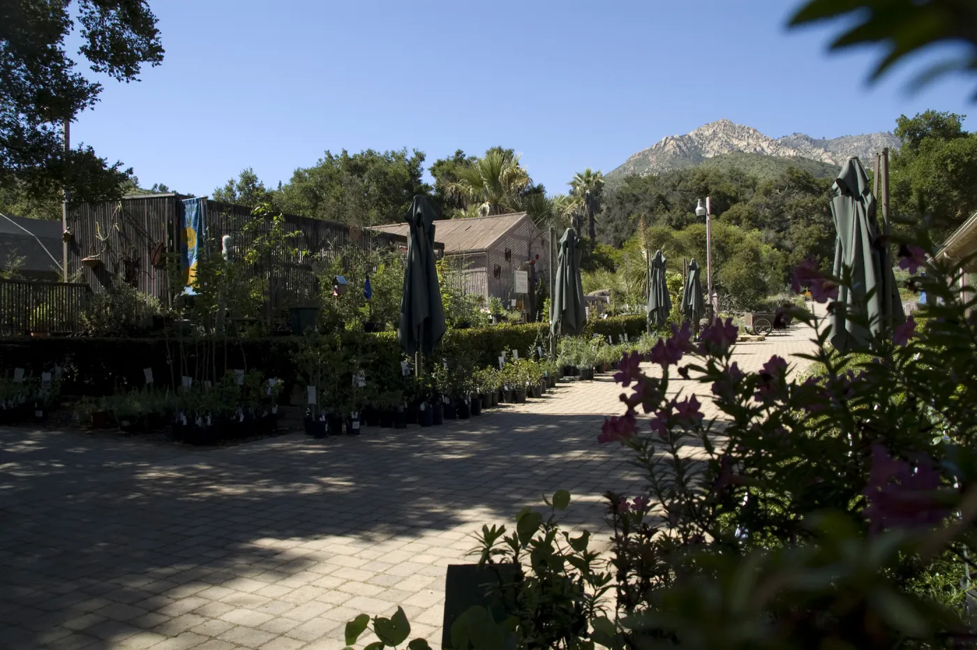Courtyard view to the mountains, SBBG, La Cumbre Peak, 2 years after the Jesusita Fire