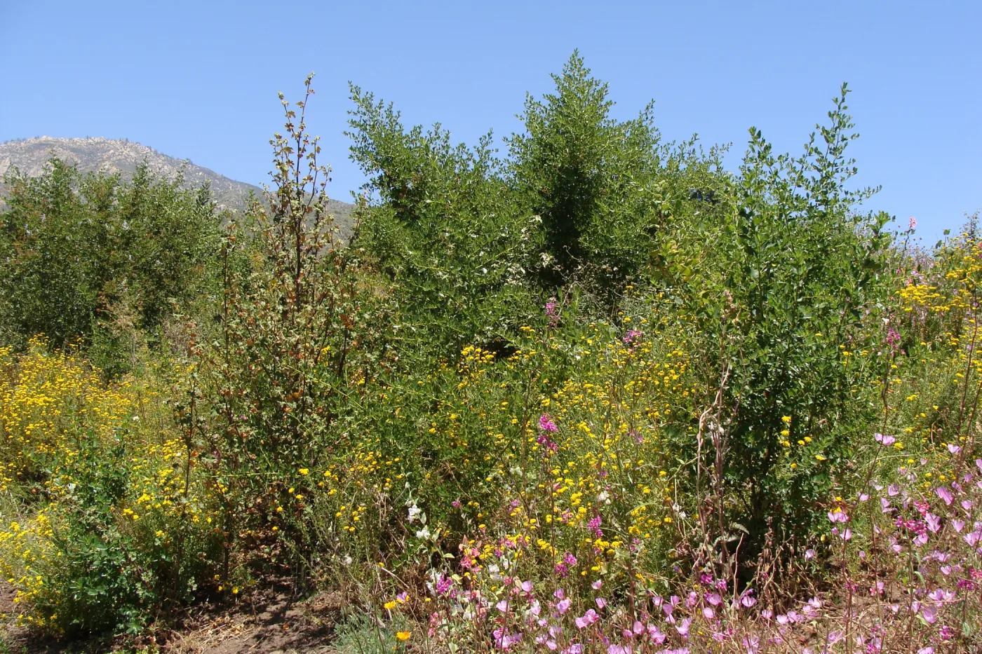 Porter Trail slope, Cypress Section, SBBG, 2 years after the Jesusita Fire