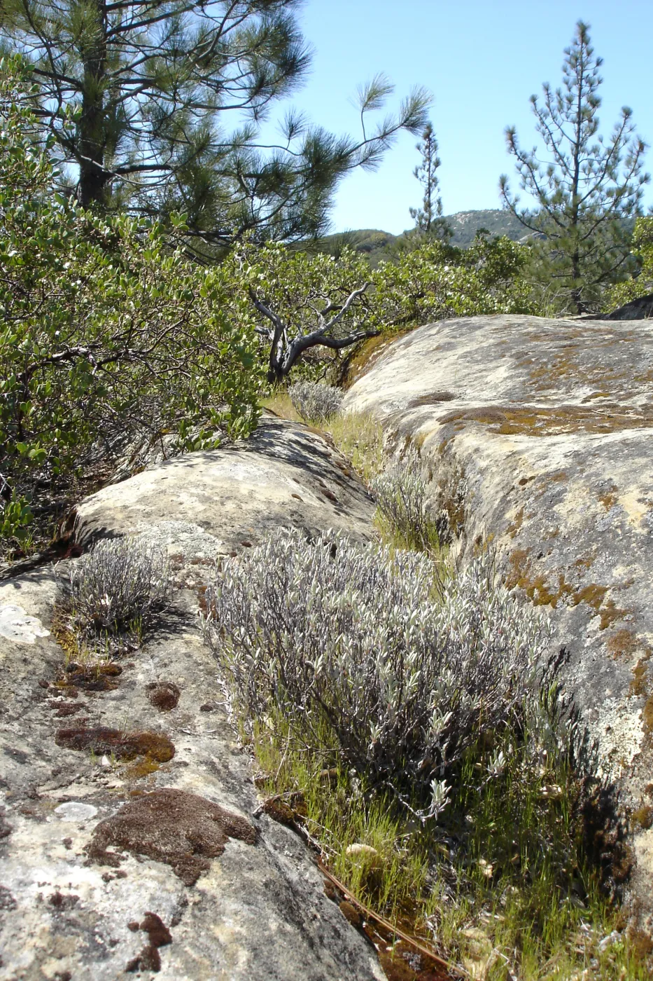 Eriogonum butterworthianum, SBBG Research and Conservation Department fieldtrip, Fort Hunter Liggett