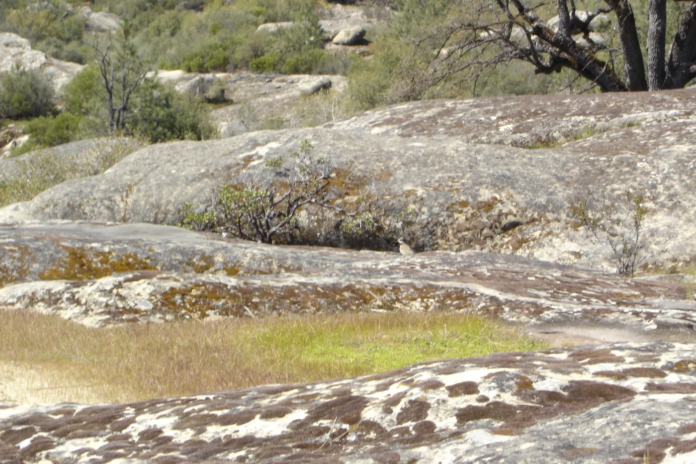 Eriogonum butterworthianum and Pentachaeta exilis subsp. aeolica habitat, Santa Lucia Mountains, SBBG Research and Conservation Department fieldtrip, Fort Hunter Liggett