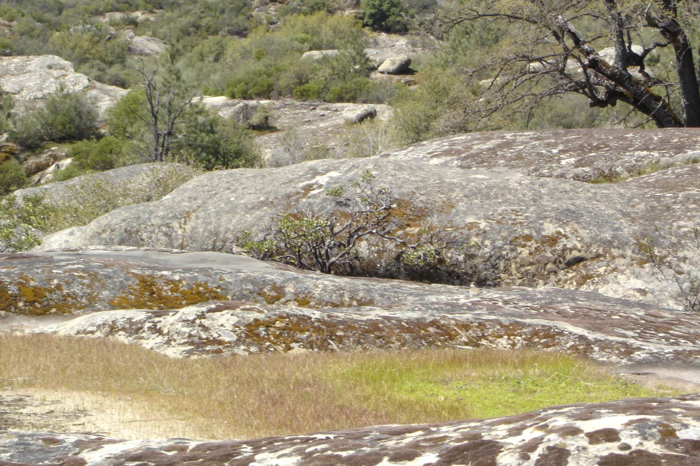 Eriogonum butterworthianum and Pentachaeta exilis subsp. aeolica habitat, Santa Lucia Mountains, SBBG Research and Conservation Department fieldtrip, Fort Hunter Liggett