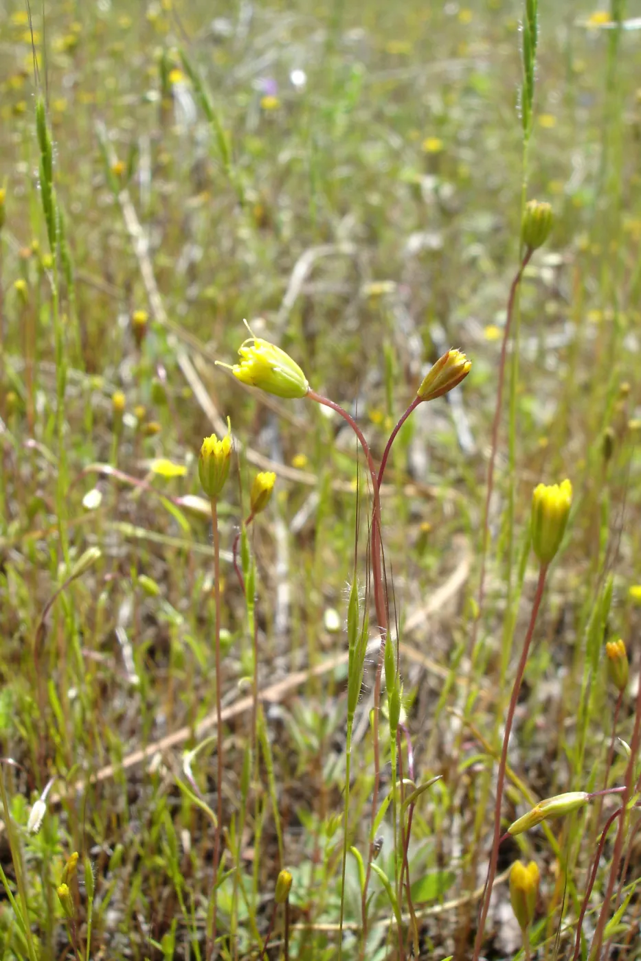 Pentachaeta exilis subsp. aeolica colony, Santa Lucia Mountains, SBBG Research and Conservation staff field trip, Fort Hunter Liggett