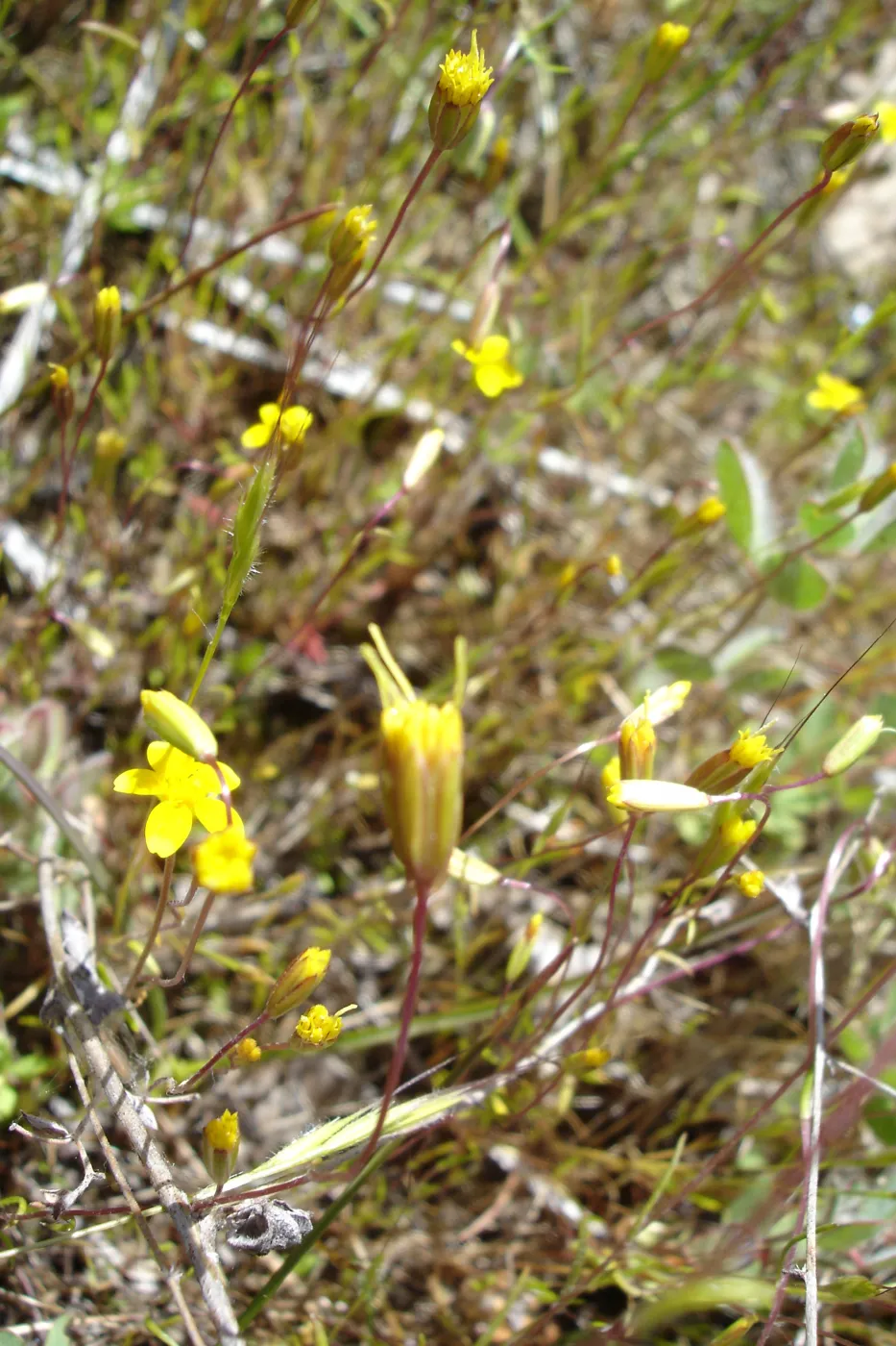 Pentachaeta exilis subsp. aeolica colony, Santa Lucia Mountains, SBBG Research and Conservation staff field trip, Fort Hunter Liggett