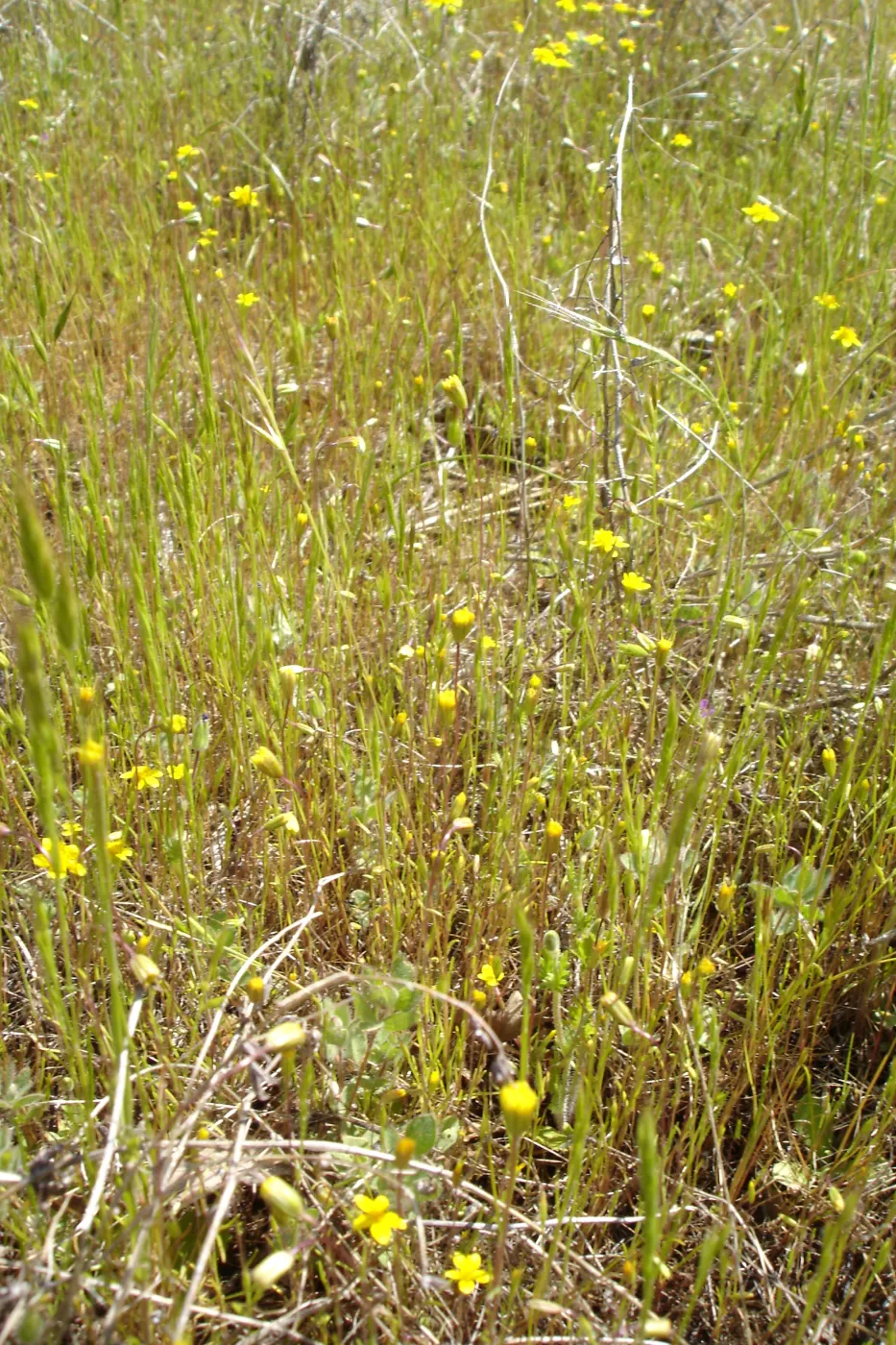 Pentachaeta exilis subsp. aeolica colony, Santa Lucia Mountains, SBBG Research and Conservation staff field trip, Fort Hunter Liggett