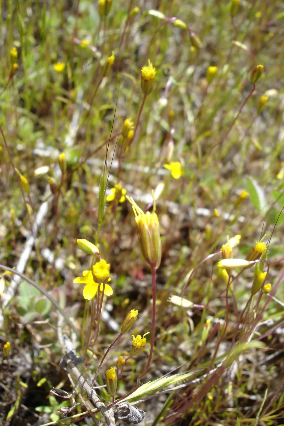 Pentachaeta exilis subsp. aeolica colony, Santa Lucia Mountains, SBBG Research and Conservation staff field trip, Fort Hunter Liggett