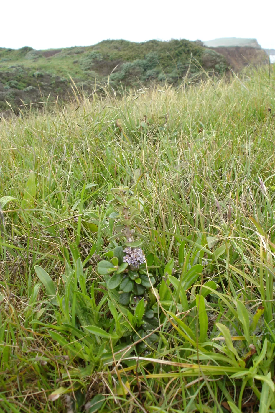 Ceanothus maritimus, coastal bluff, SBBG Research and Conservation Department fieldtrip, California coast, north of Piedras Blancas