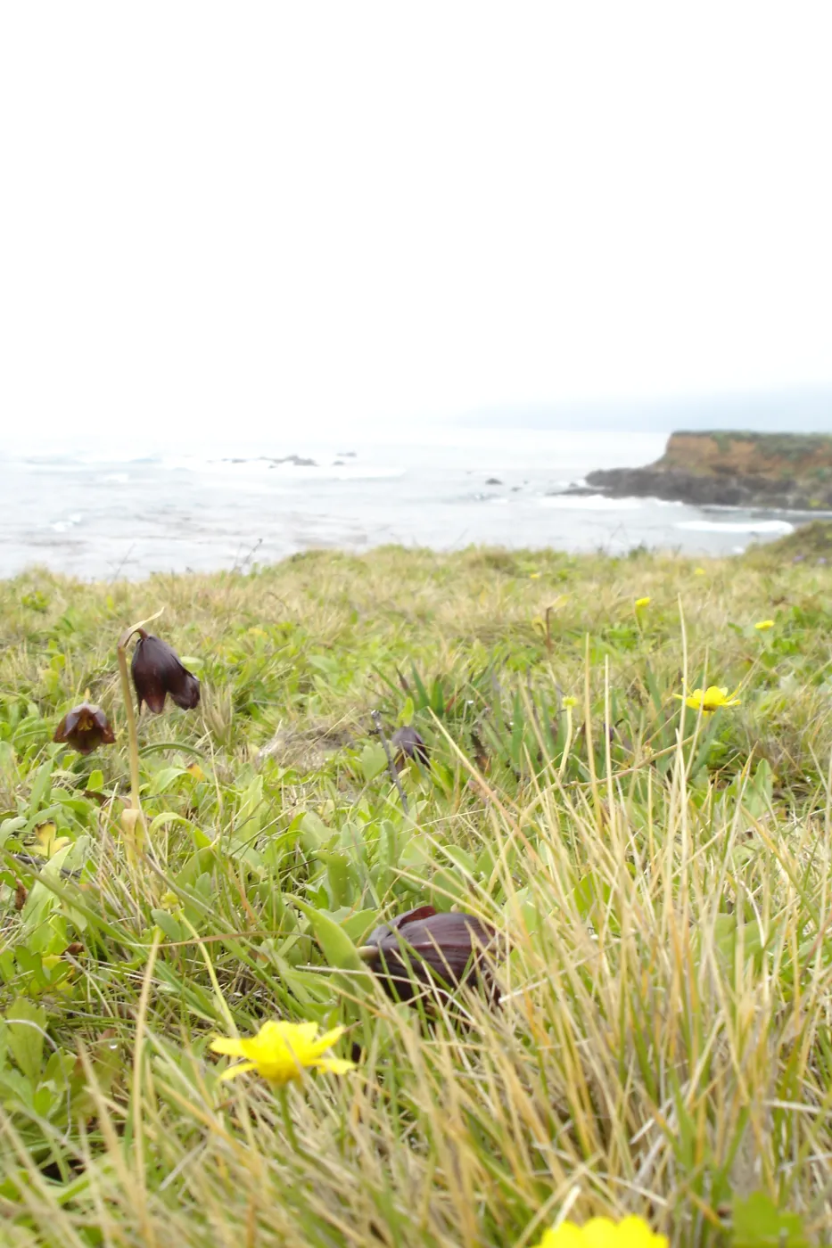coastal bluff, chocollate lily and yellow Brodiaea, SBBG Research and Conservation Department fieldtrip, California coast, north of Piedras Blancas
