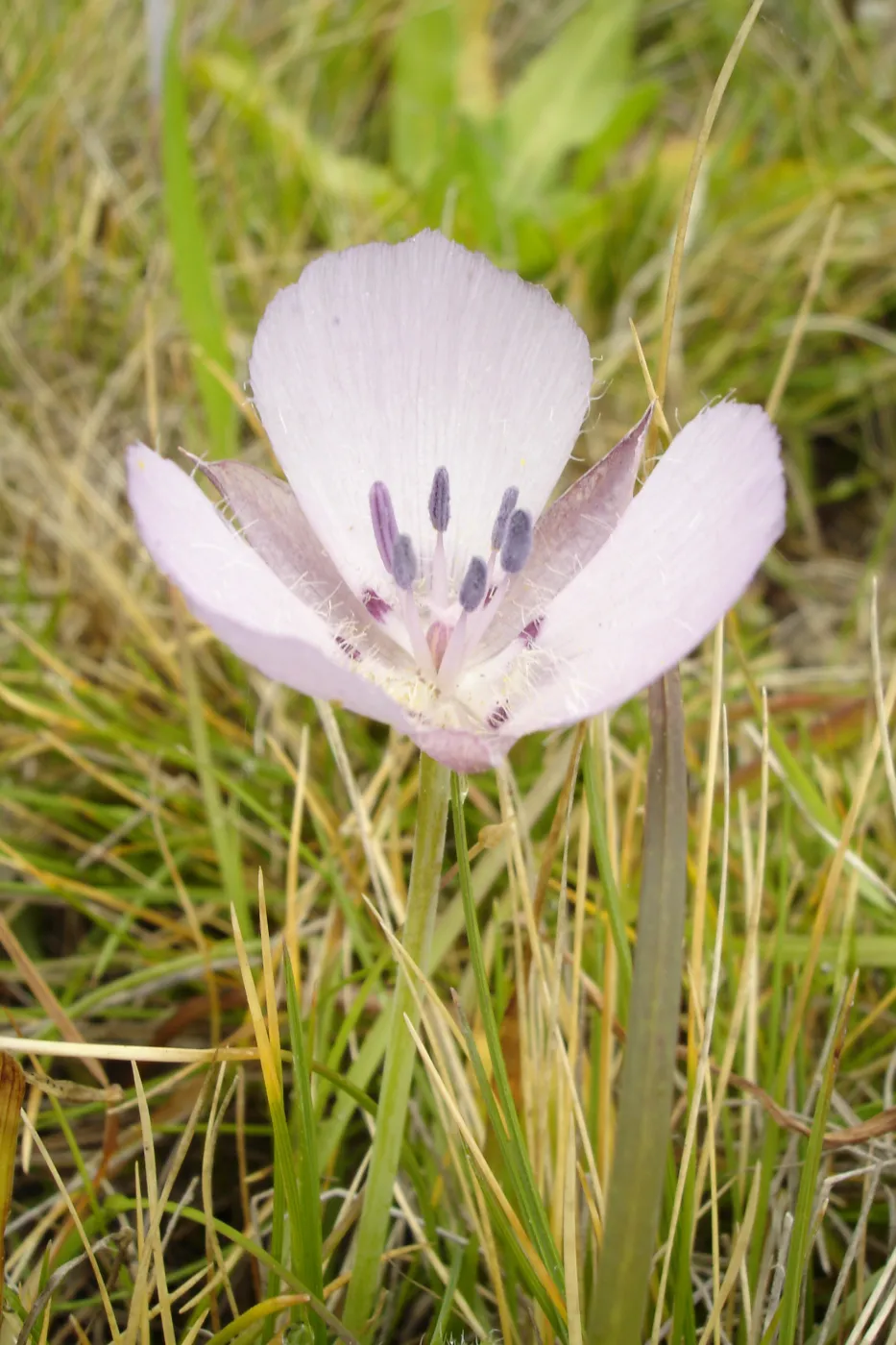 Calochortus flower, SBBG Research and Conservation Department fieldtrip, California coast, north of Piedras Blancas