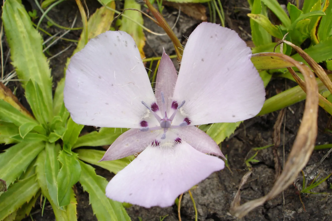 Calochortus flower, SBBG Research and Conservation Department fieldtrip, California coast, north of Piedras Blancas