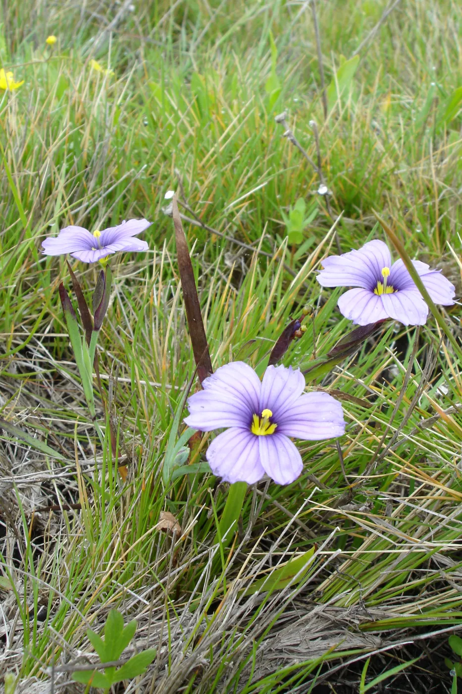 Sisyrinchium, SBBG Research and Conservation Department fieldtrip, California coast, north of Piedras Blancas