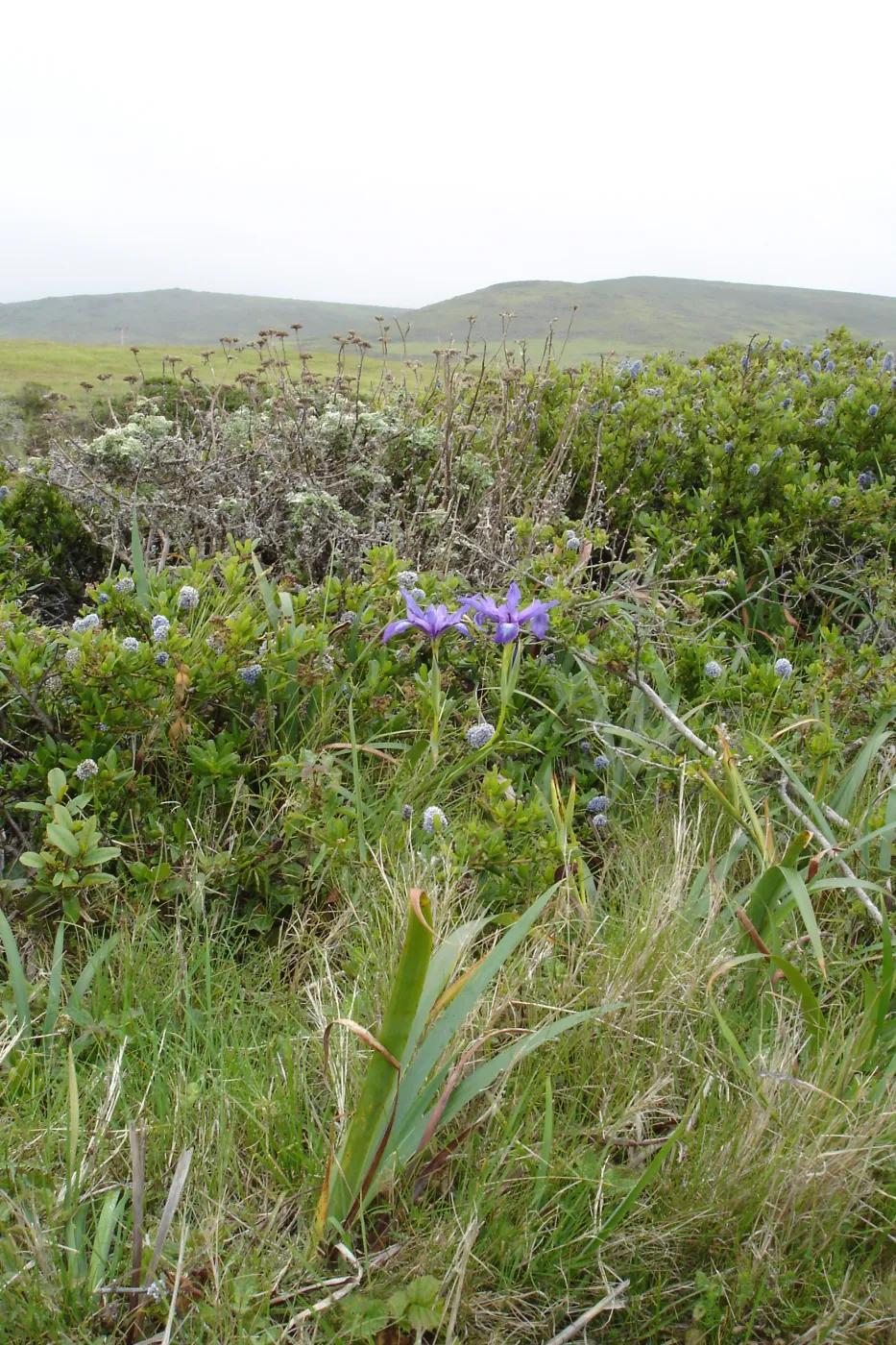 wild pacific coast iris, coastal bluff, SBBG Research and Conservation Department fieldtrip, California coast, north of Piedras Blancas