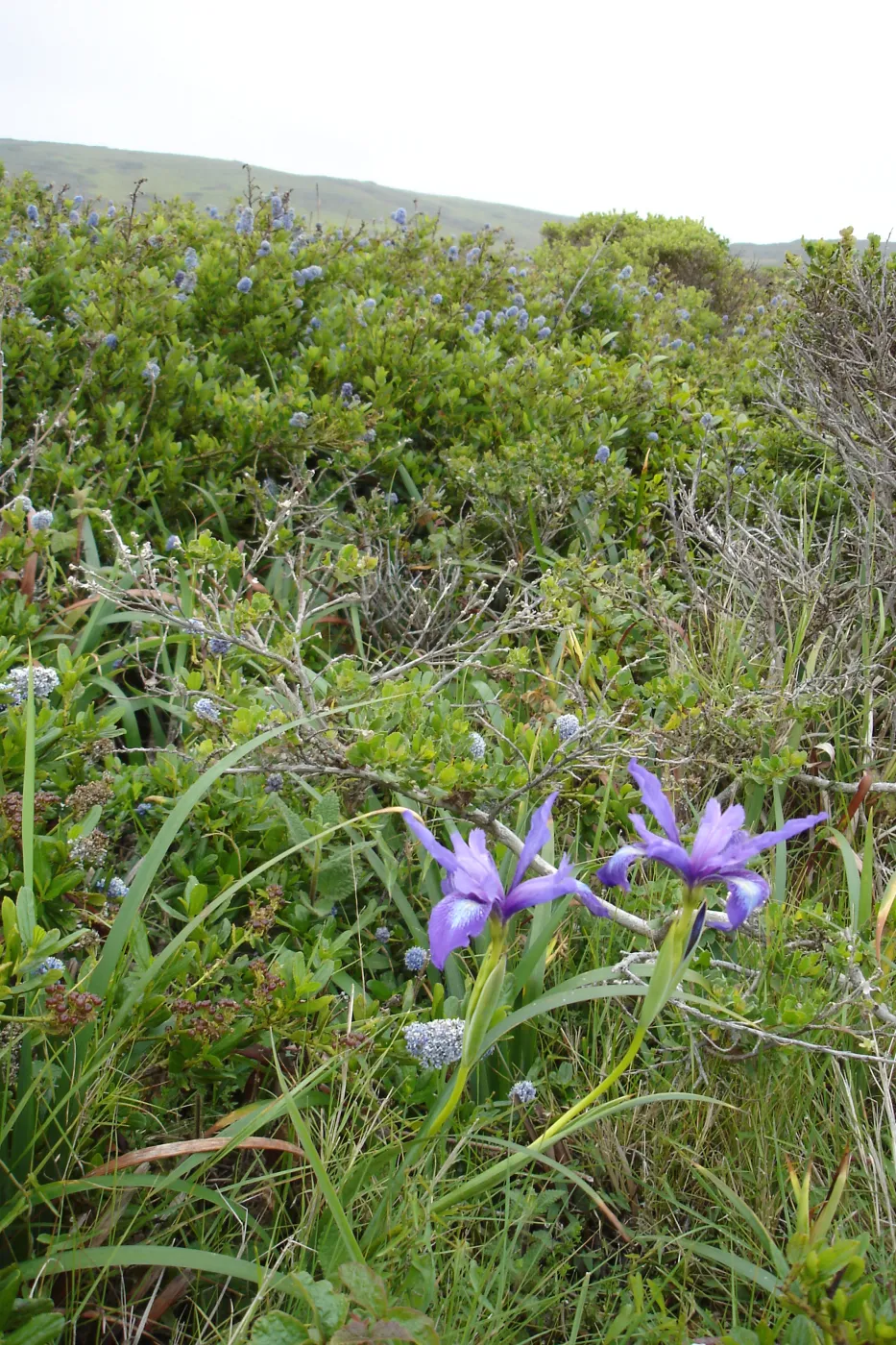 wild pacific coast iris, coastal bluff, SBBG Research and Conservation Department fieldtrip, California coast, north of Piedras Blancas