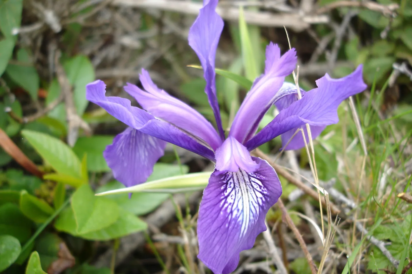 wild pacific coast iris, SBBG Research and Conservation Department fieldtrip, California coast, north of Piedras Blancas
