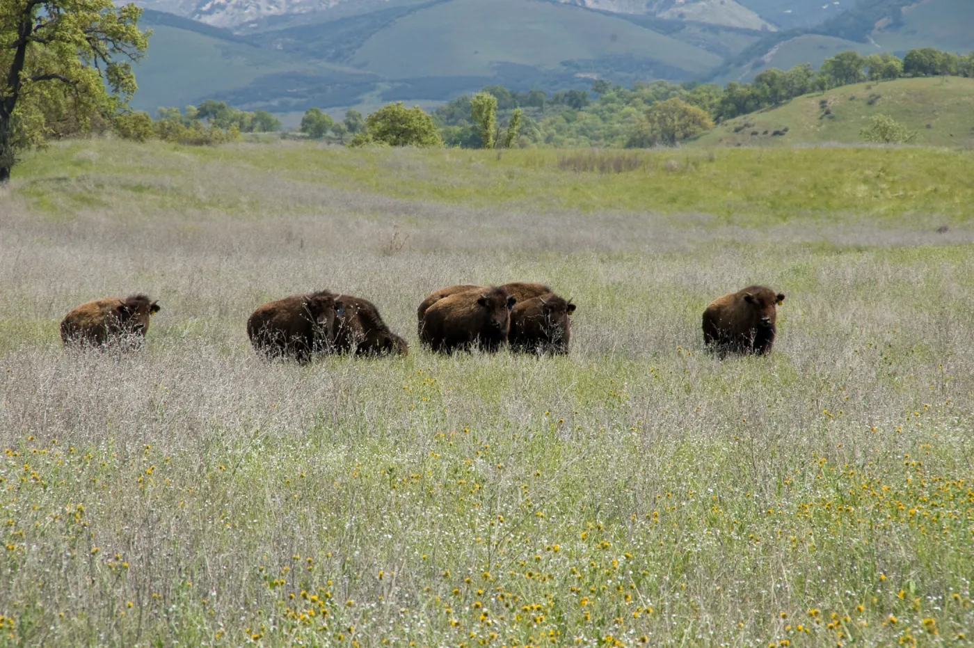 buffalo, Fort Hunter Liggett, SBBG Research and Conservation staff field trip, 2006