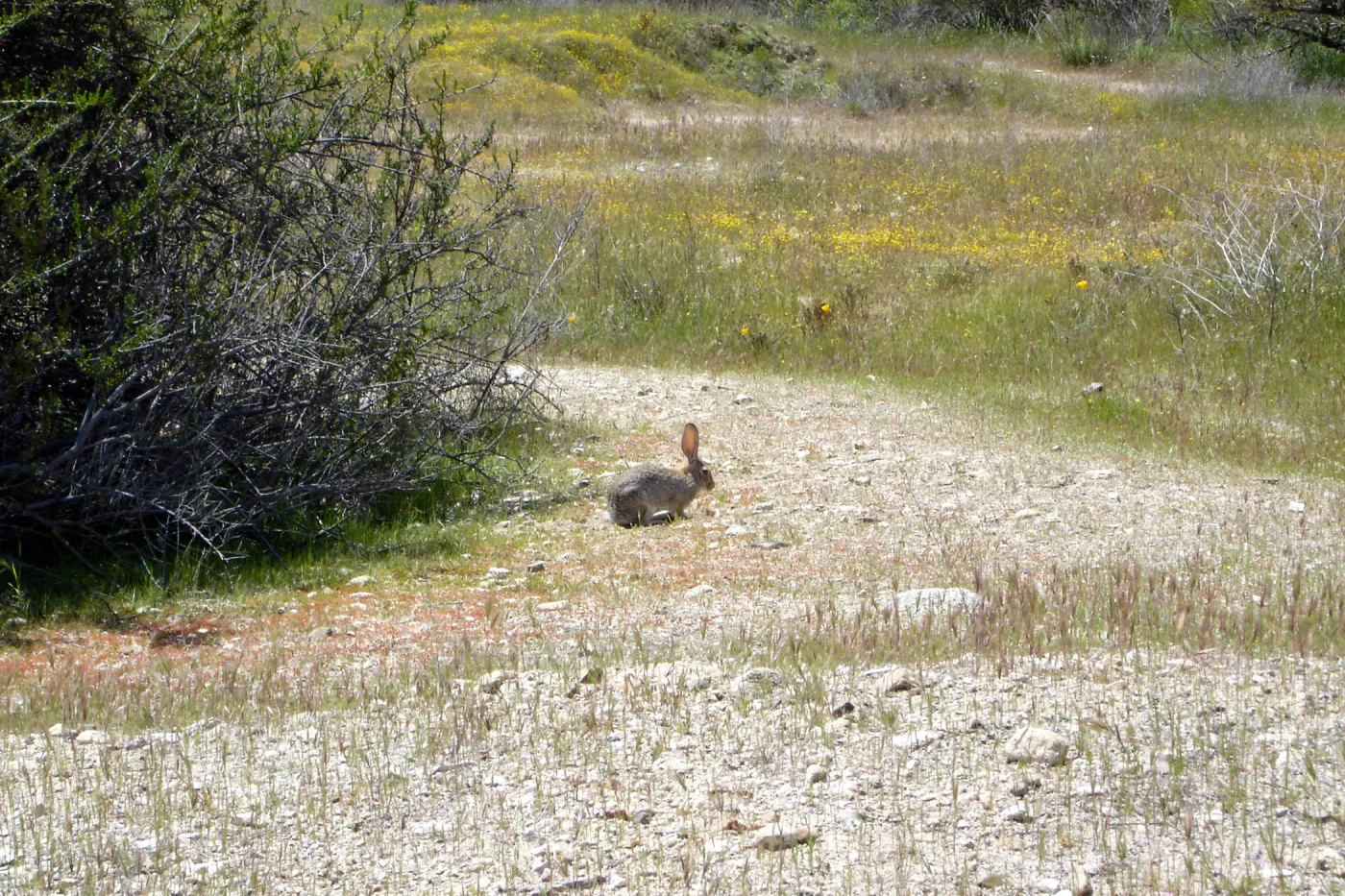 wildflowers, cottontail rabbit, bunny, Mission San Antonio, Fort Hunter Liggett, SBBG Research and Conservation staff field trip, 2006