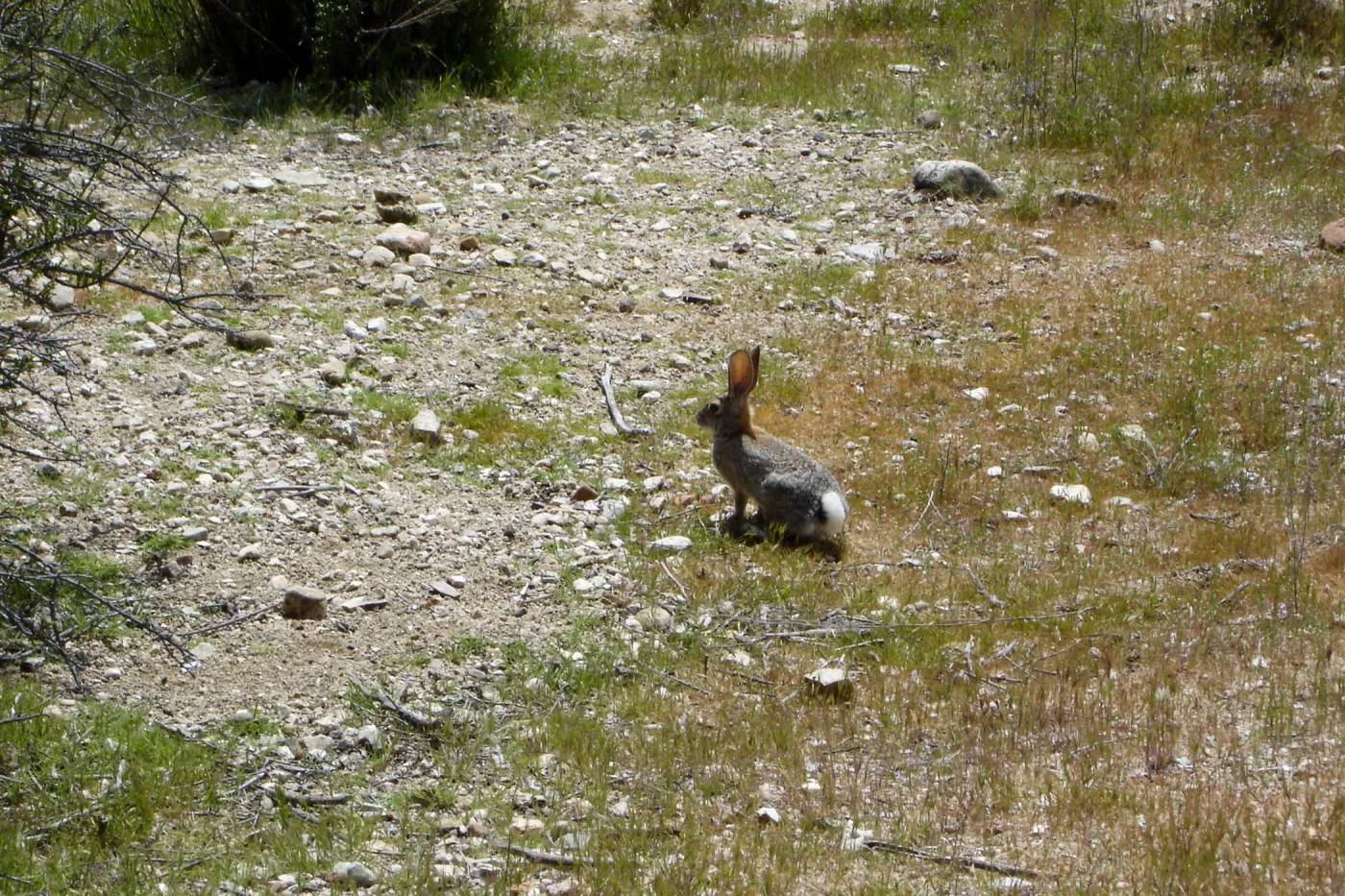 cottontail rabbit, bunny, Mission San Antonio, Fort Hunter Liggett, SBBG Research and Conservation staff field trip, 2006