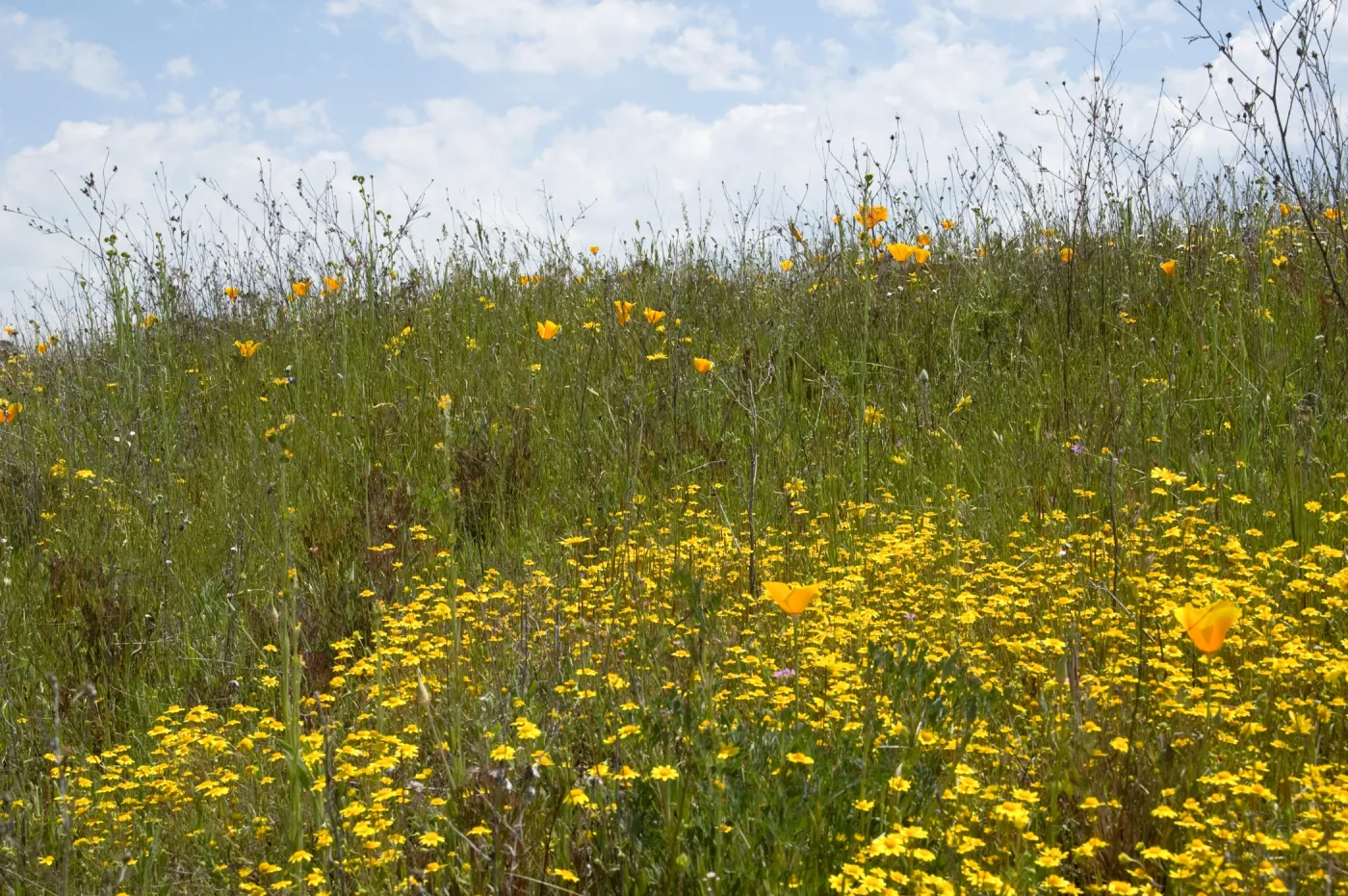 wildflowers, Mission San Antonio, Fort Hunter Liggett, SBBG Research and Conservation staff field trip, 2006