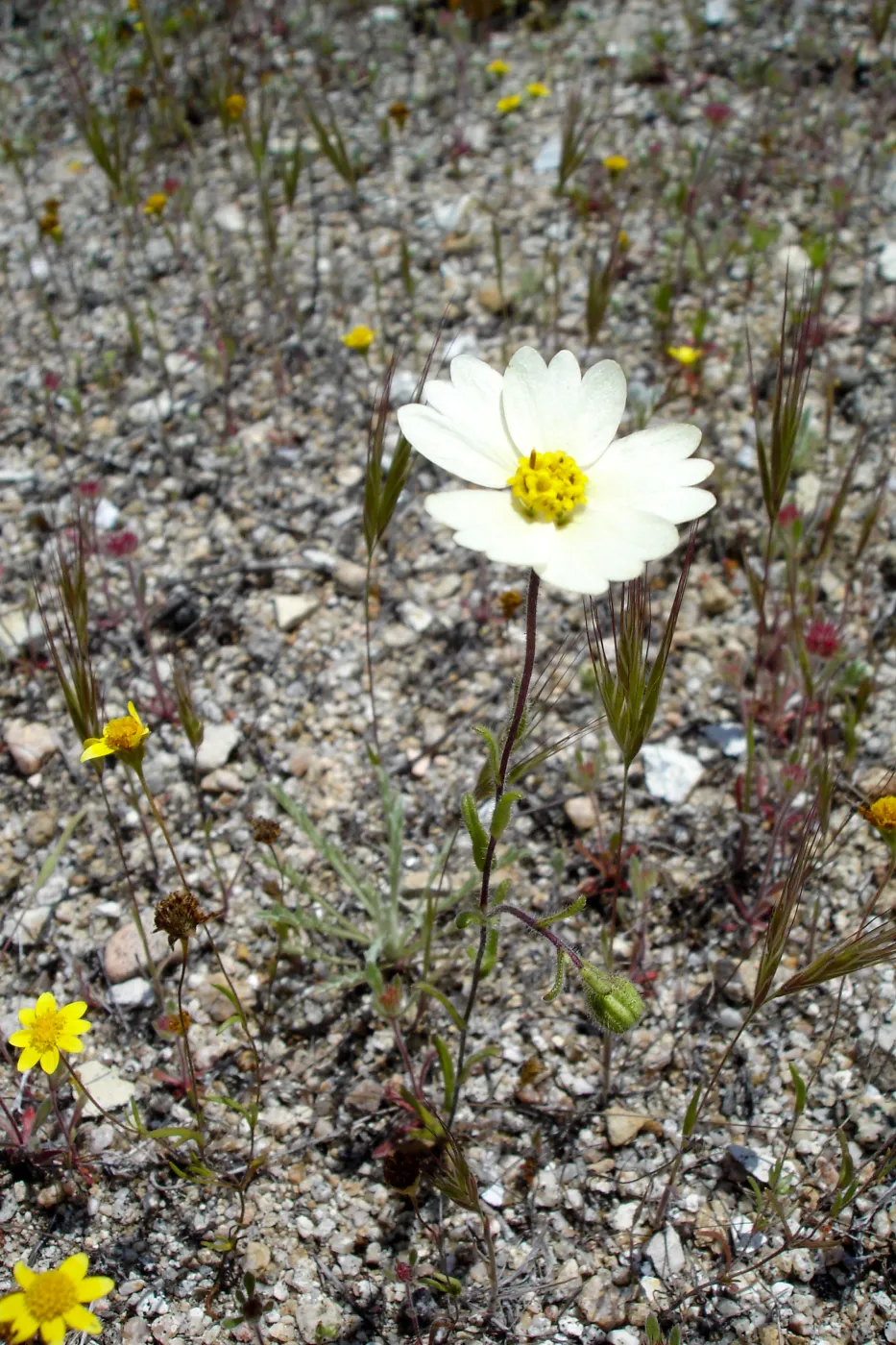 SBBG Research and Conservation Staff field trip, Fort Hunter Liggett, 2006
