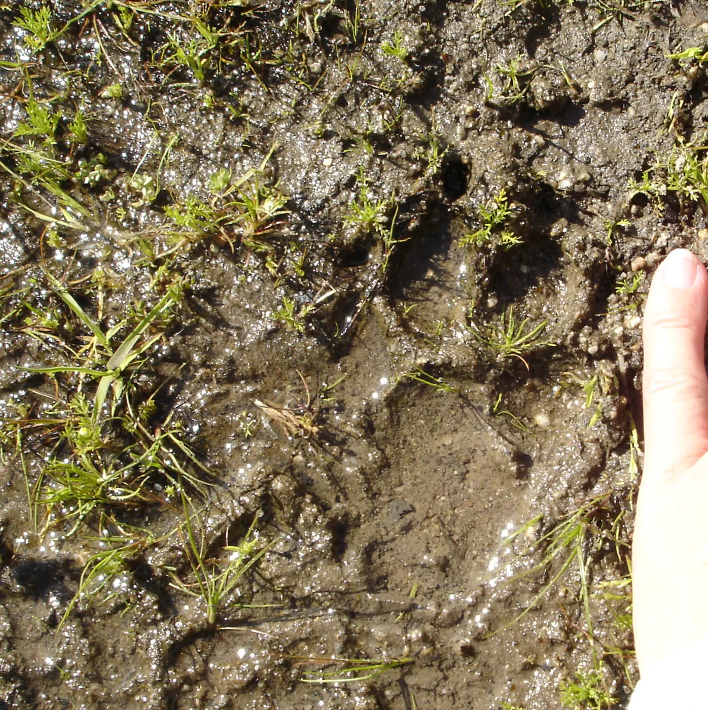 mammal track in the mud, Wagon Caves rock shelter, Fort Hunter Liggett, SBBG Research and Conservation staff field trip, 2006