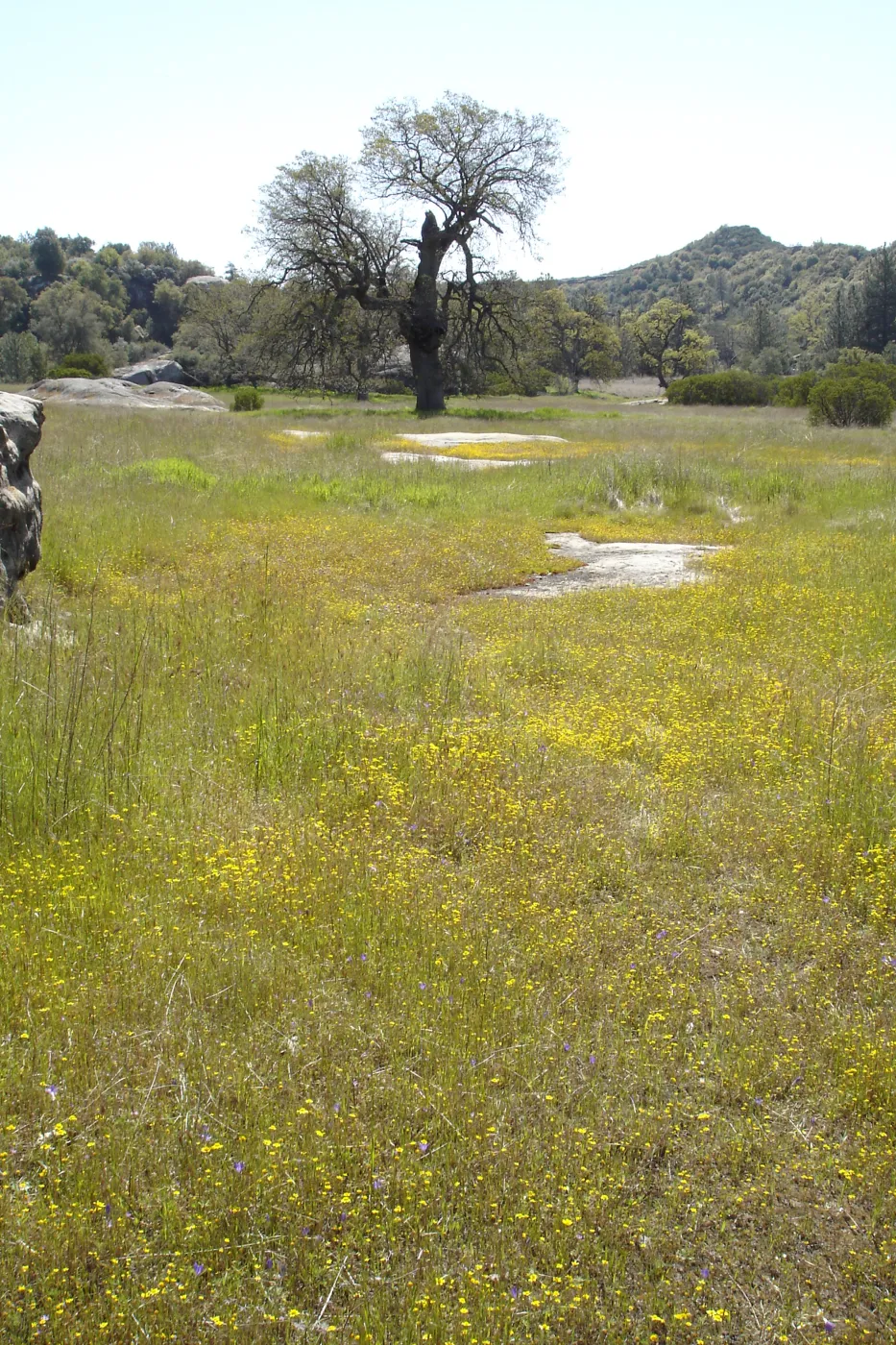 wildflowers, Santa Lucia Mountains, Fort Hunter Liggett, SBBG Research and Conservation staff field trip, 2006