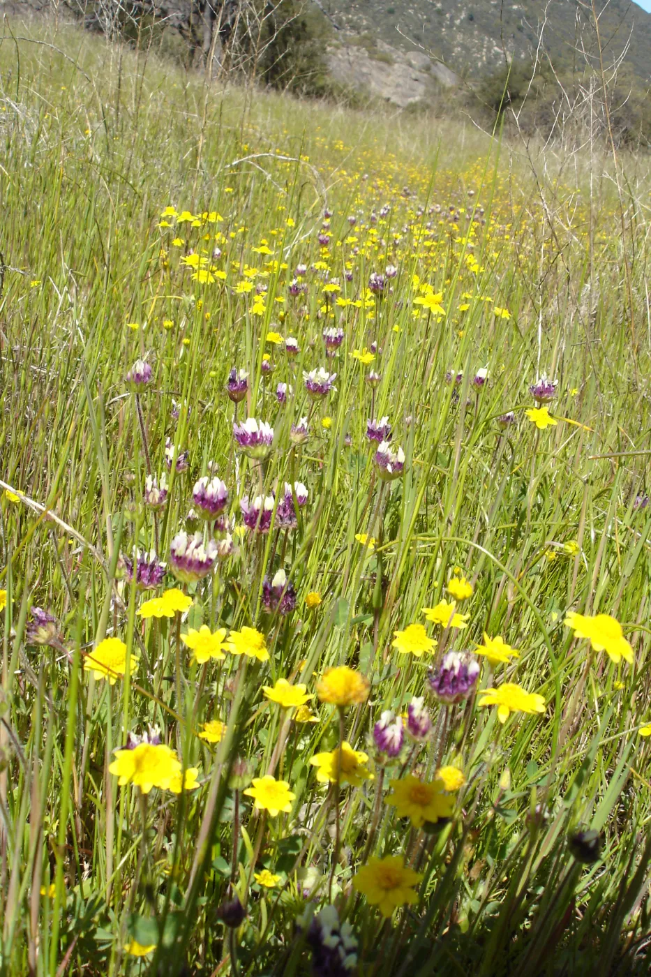 wildflowers, Santa Lucia Mountains, Fort Hunter Liggett, SBBG Research and Conservation staff field trip, 2006