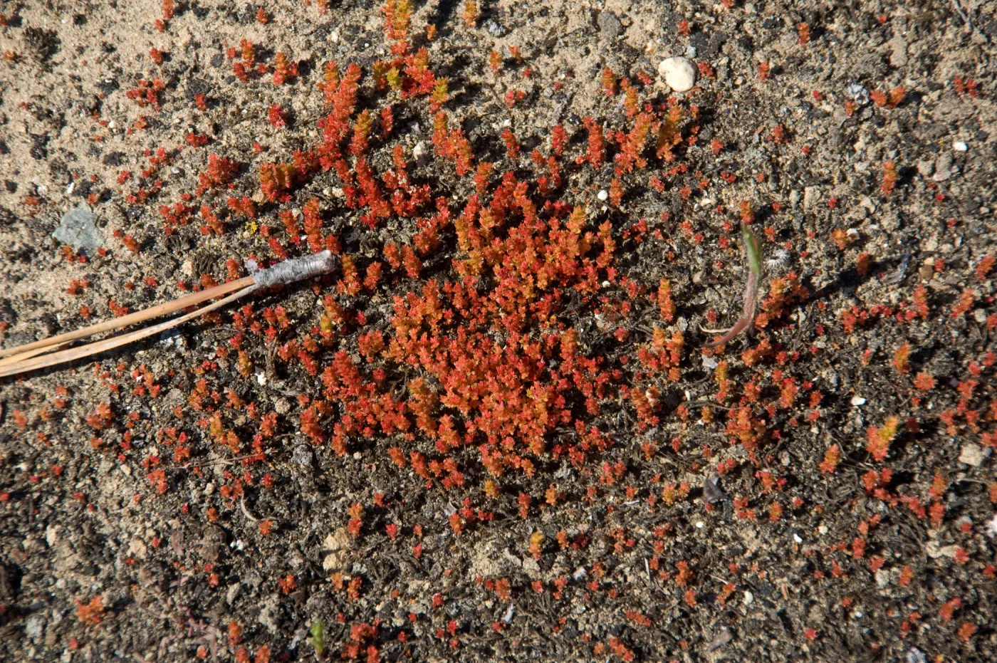 wildflowers, Santa Lucia Mountains, SBBG Research and Conservation staff field trip, Fort Hunter Liggett, 2006