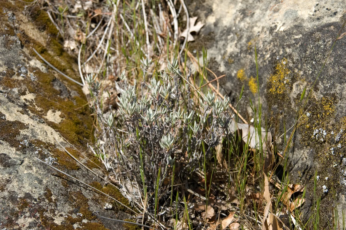 Eriogonum butterworthianum, Santa Lucia Mountains, Fort Hunter Liggett, SBBG Research and Conservation staff field trip, 2006