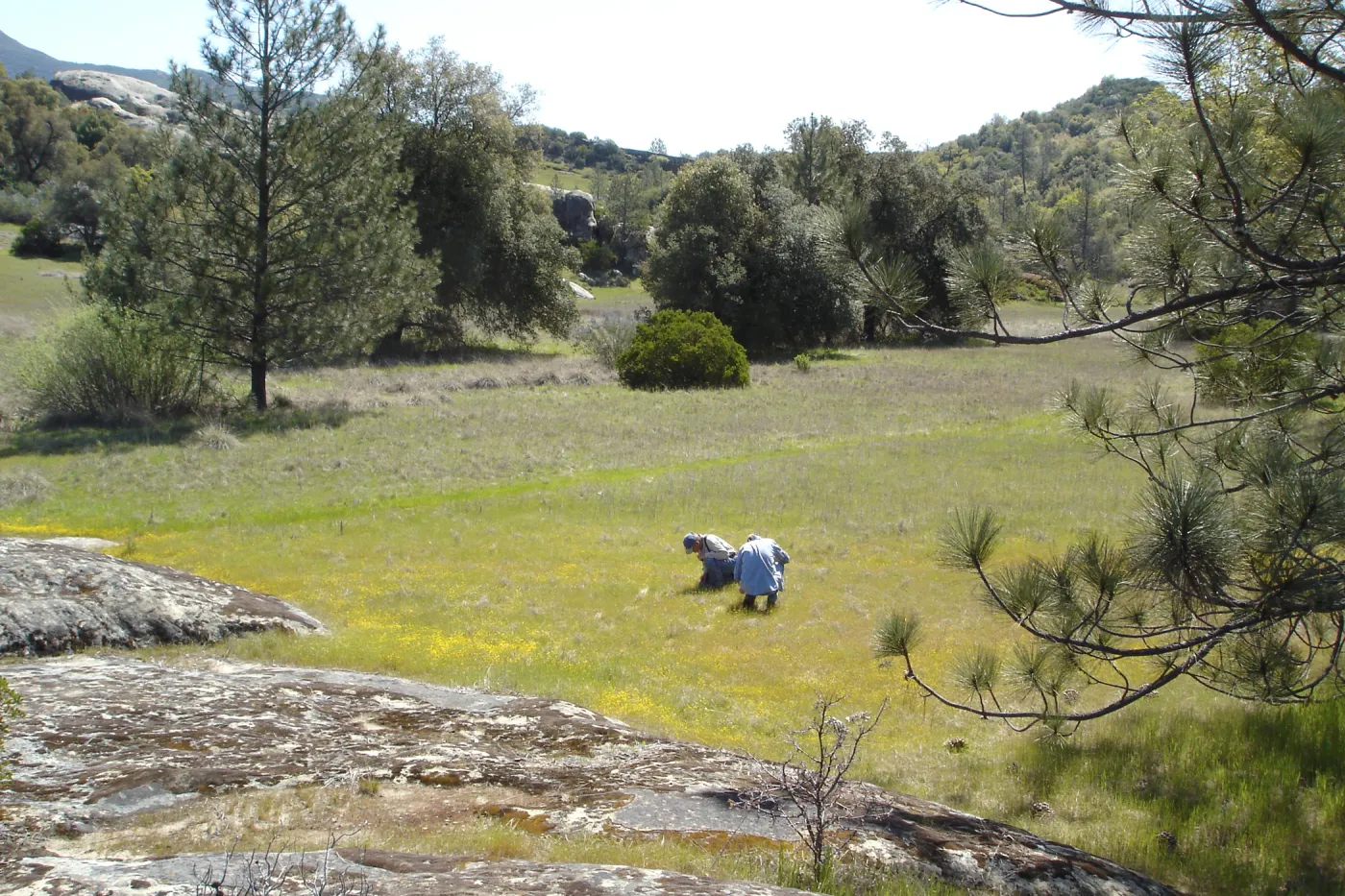 Bob Muller and Dieter Wilken, Pentachaeta exilis subsp. aeolica colony, Santa Lucia Mountains, Fort Hunter Liggett, SBBG Research and Conservation staff field trip, 2006