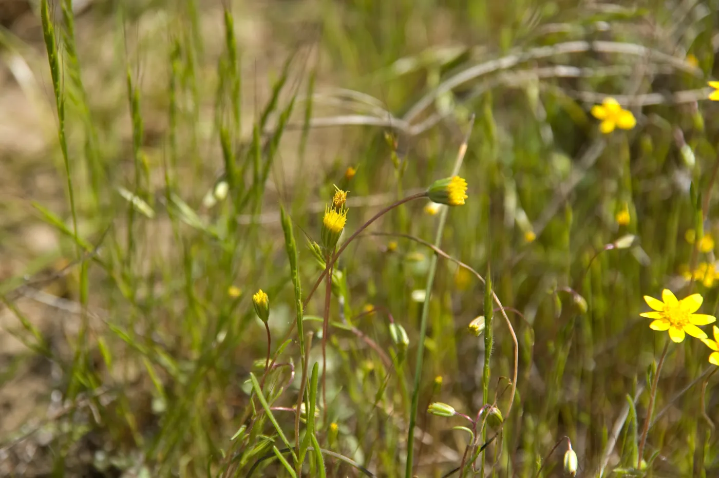 wildflowers, Pentachaeta exilis subsp. aeolica, Santa Lucia Mountains, Fort Hunter Liggett, SBBG Research and Conservation staff field trip, 2006