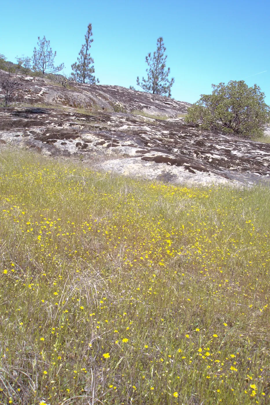 wildflowers, Santa Lucia Mountains, Fort Hunter Liggett, SBBG Research and Conservation staff field trip, 2006