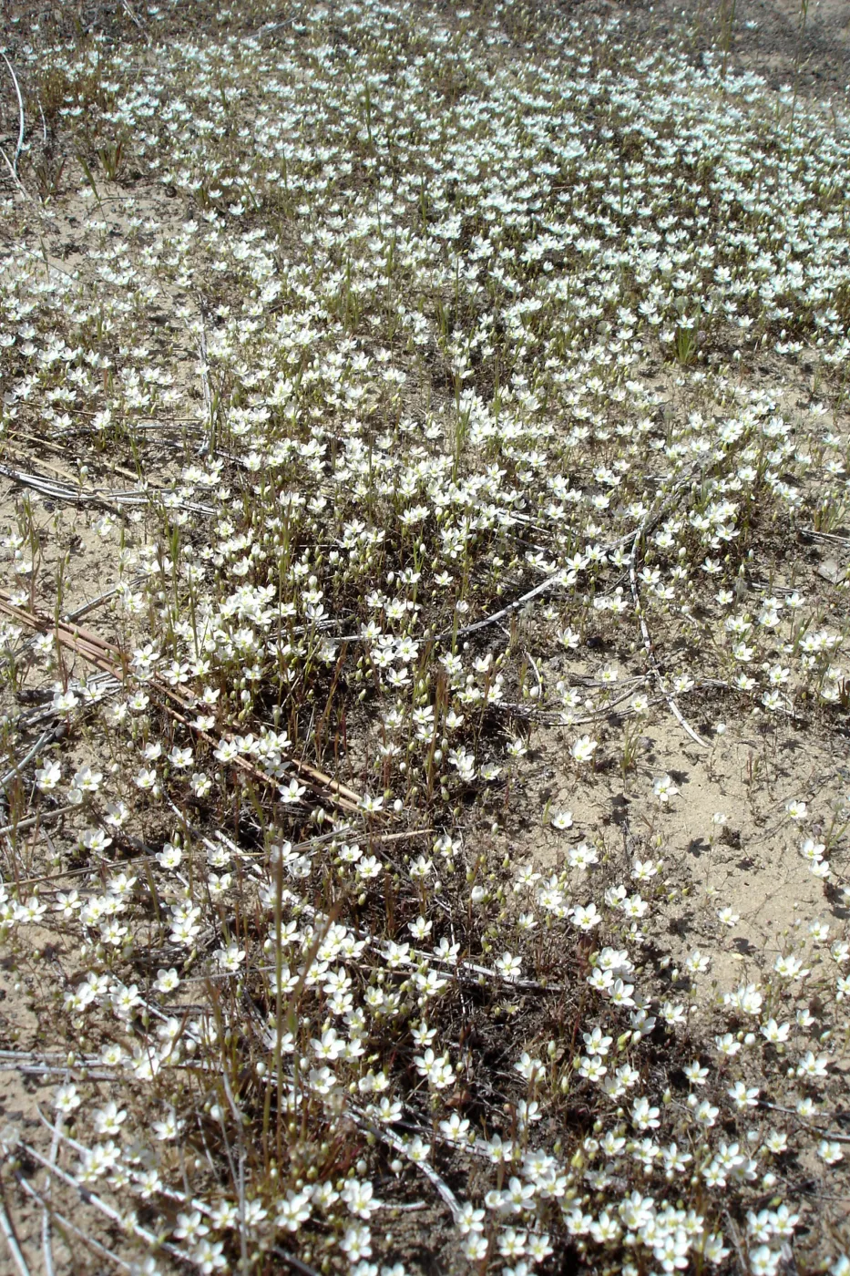 wildflowers, vernal pool, Santa Lucia Mountains, Fort Hunter Liggett, SBBG Research and Conservation staff field trip, 2006