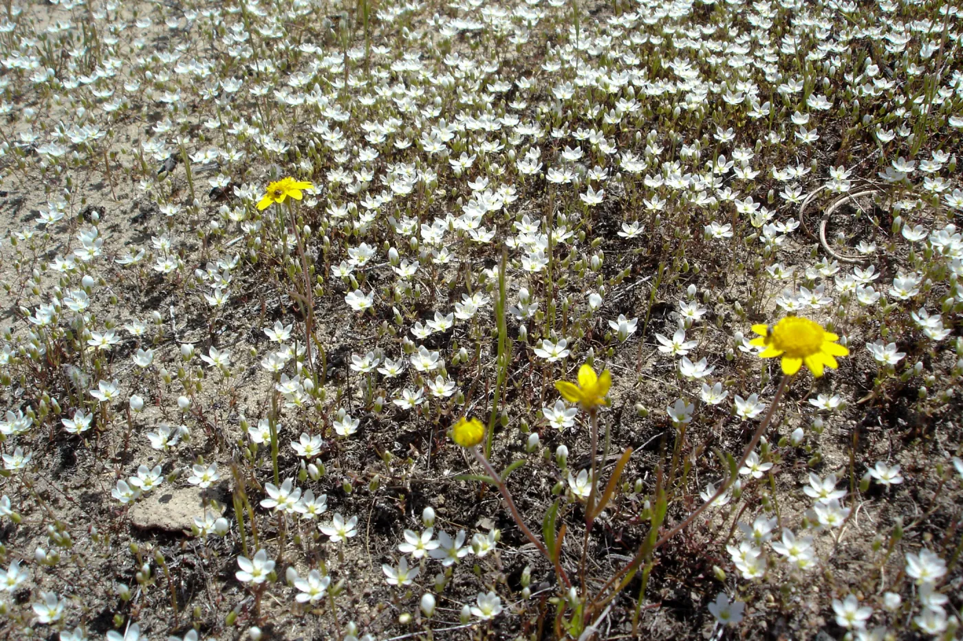 wildflowers, vernal pool, Santa Lucia Mountains, Fort Hunter Liggett, SBBG Research and Conservation staff field trip, 2006