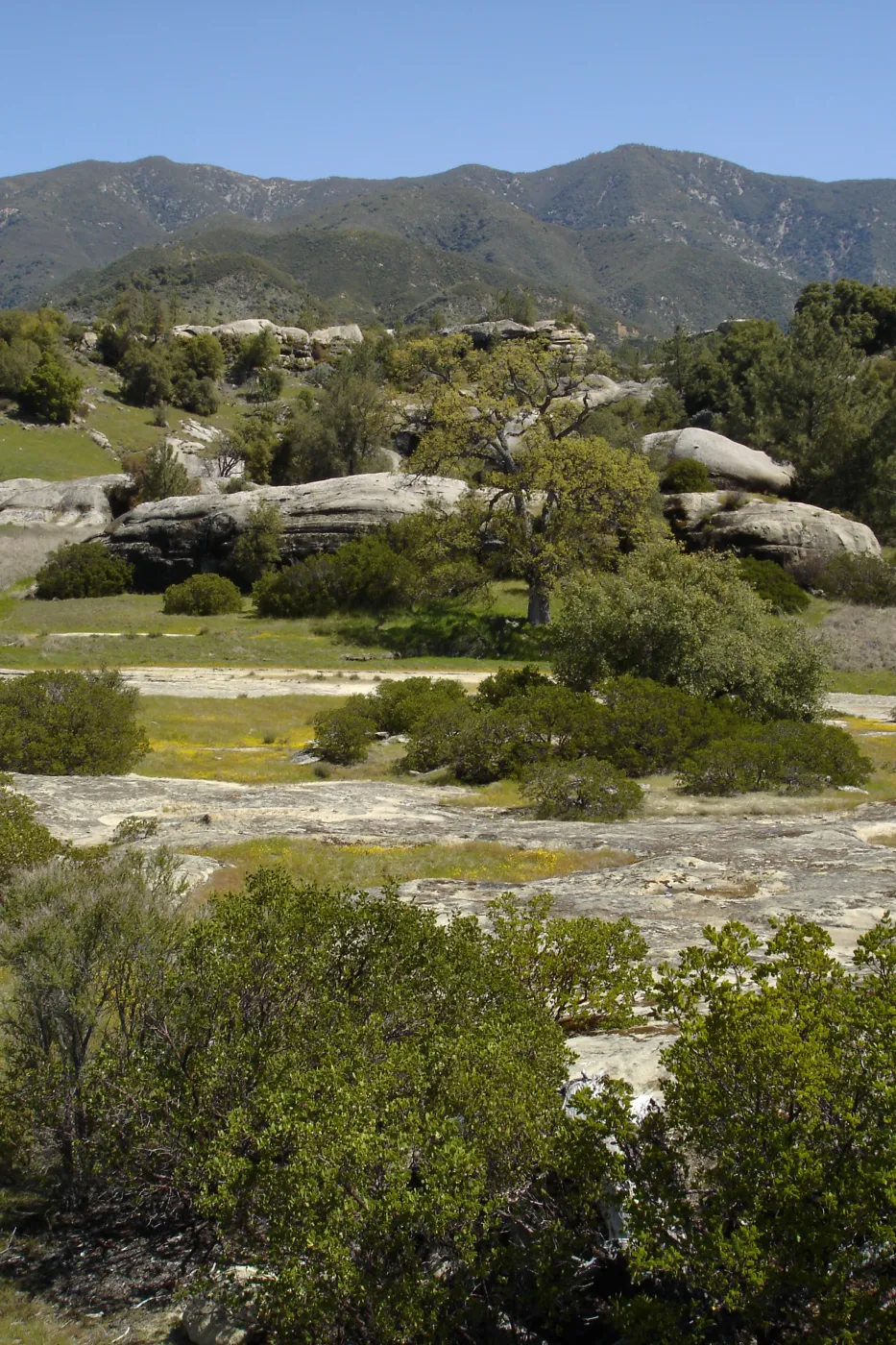 wildflowers, Santa Lucia Mountains, Fort Hunter Liggett, SBBG Research and Conservation staff field trip, 2006