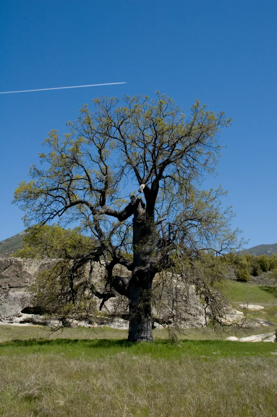 oak, Fort Hunter Liggett, SBBG Research and Conservation staff field trip, 2006