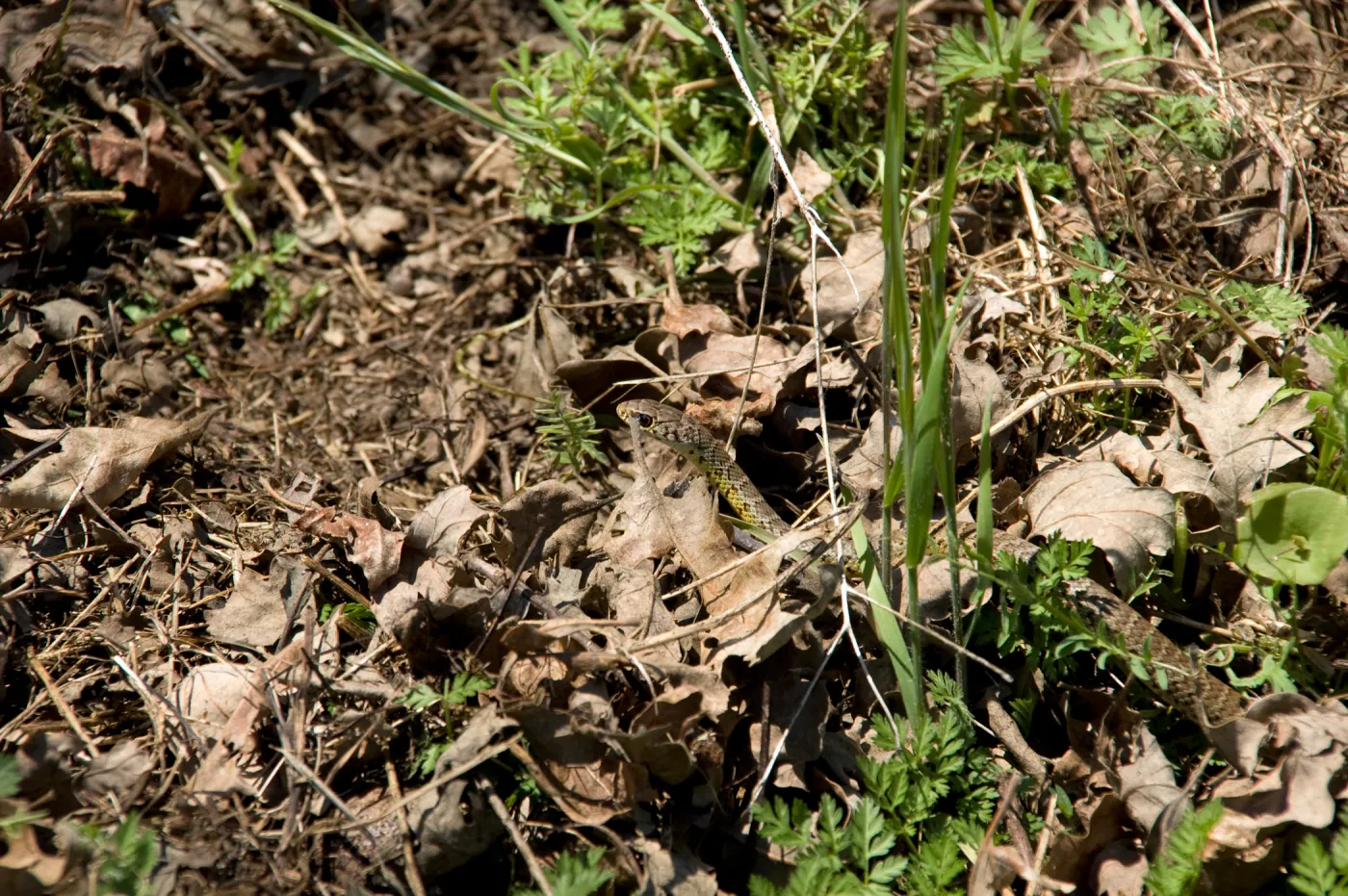snake, Santa Lucia Mountains, Fort Hunter Liggett, SBBG Research and Conservation staff field trip, 2006
