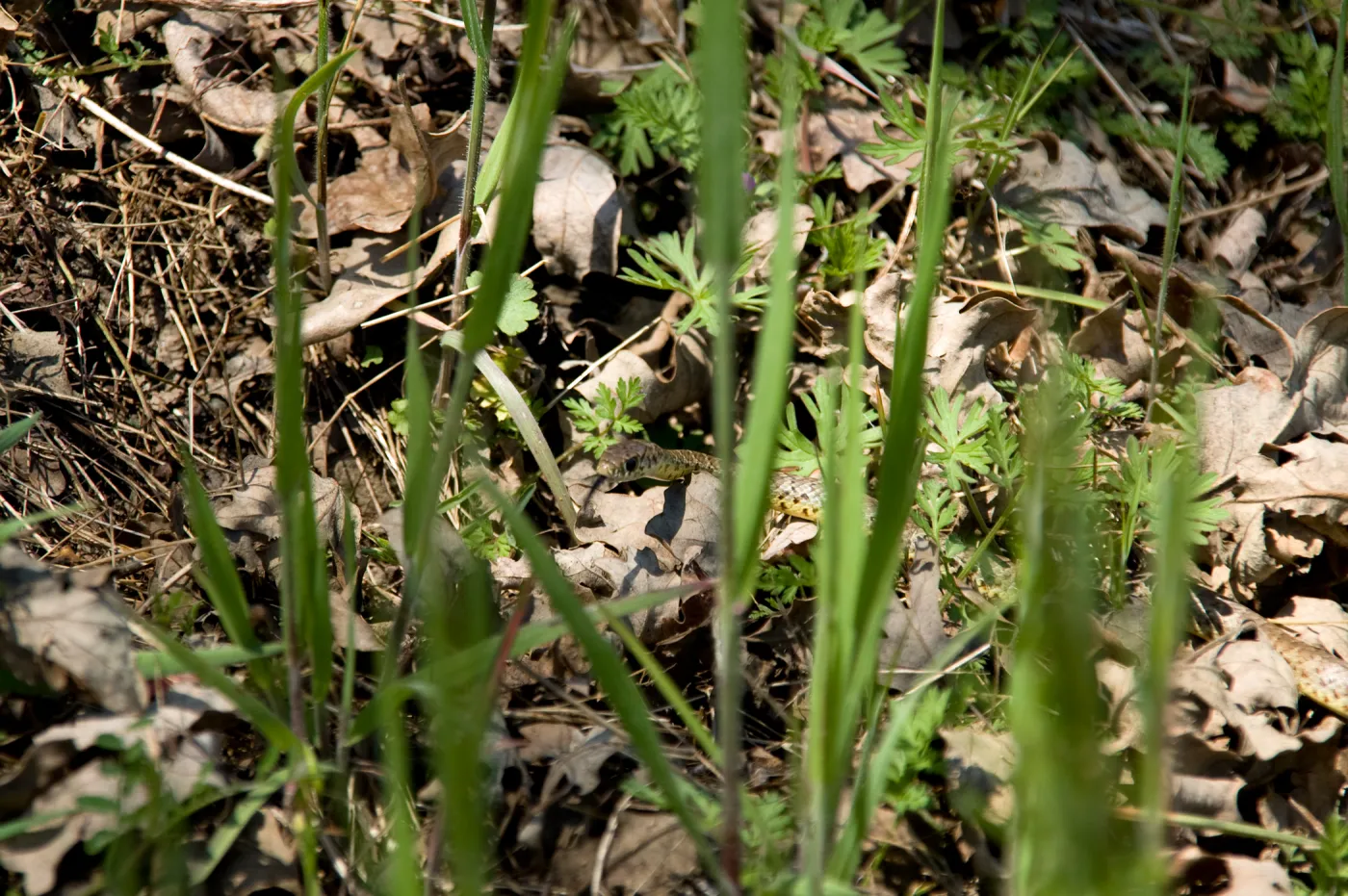 snake, Santa Lucia Mountains, Fort Hunter Liggett, SBBG Research and Conservation staff field trip, 2006
