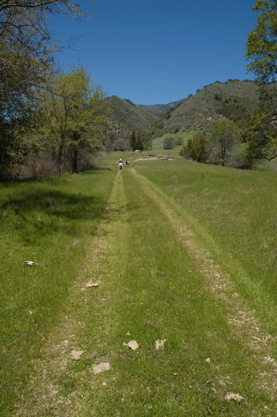 Santa Lucia Trail, Santa Lucia Mountains, SBBG Research and Conservation staff field trip, Fort Hunter Liggett, 2006