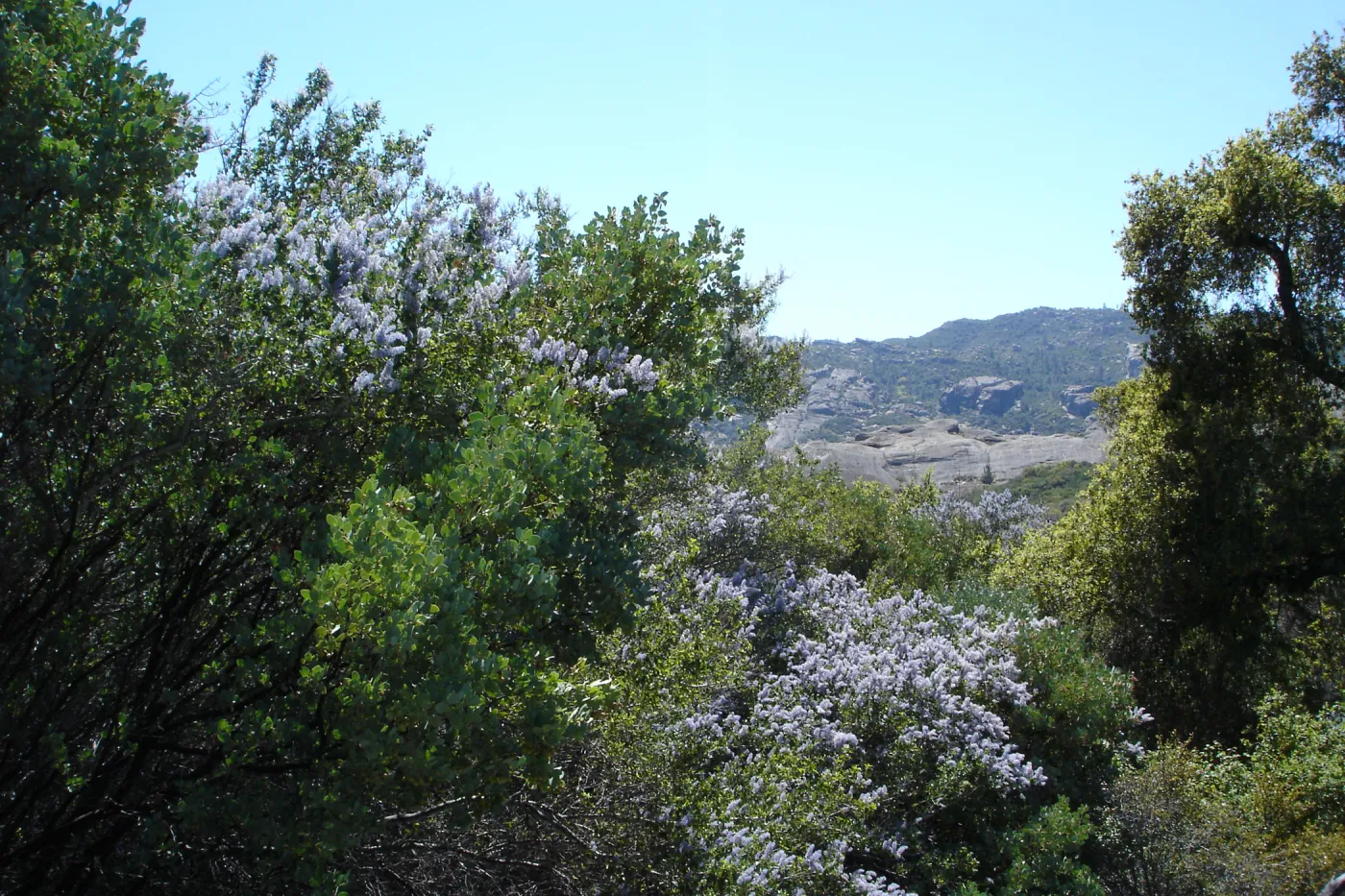 Ceanothus (California Lilac), Santa Lucia Trail, Santa Lucia Mountains, SBBG Research and Conservation staff field trip, Fort Hunter Liggett, 2006
