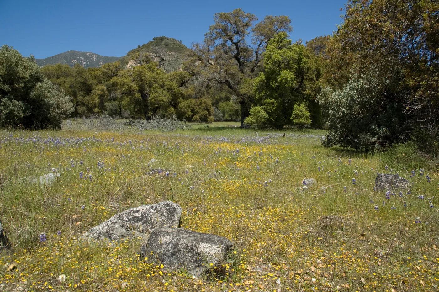 field of lupines, wildflowers, oak woodland, Santa Lucia Trail, Fort Hunter Liggett, SBBG Research and Conservation staff field trip, 2006